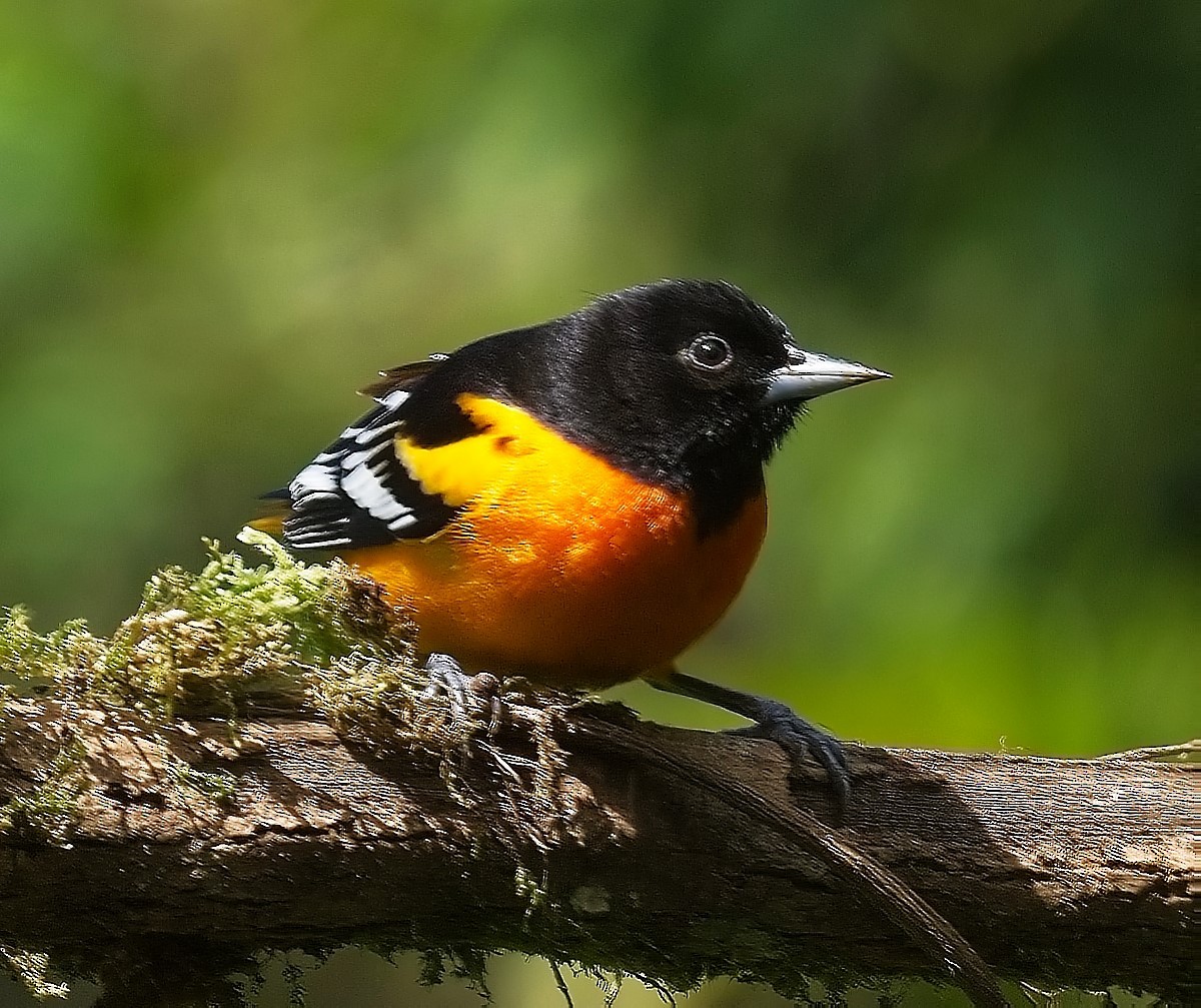 Baltimore Oriole - Gregg Hitchings