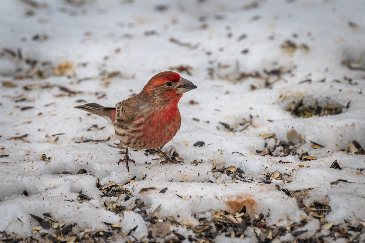House Finch - Peter Rosario