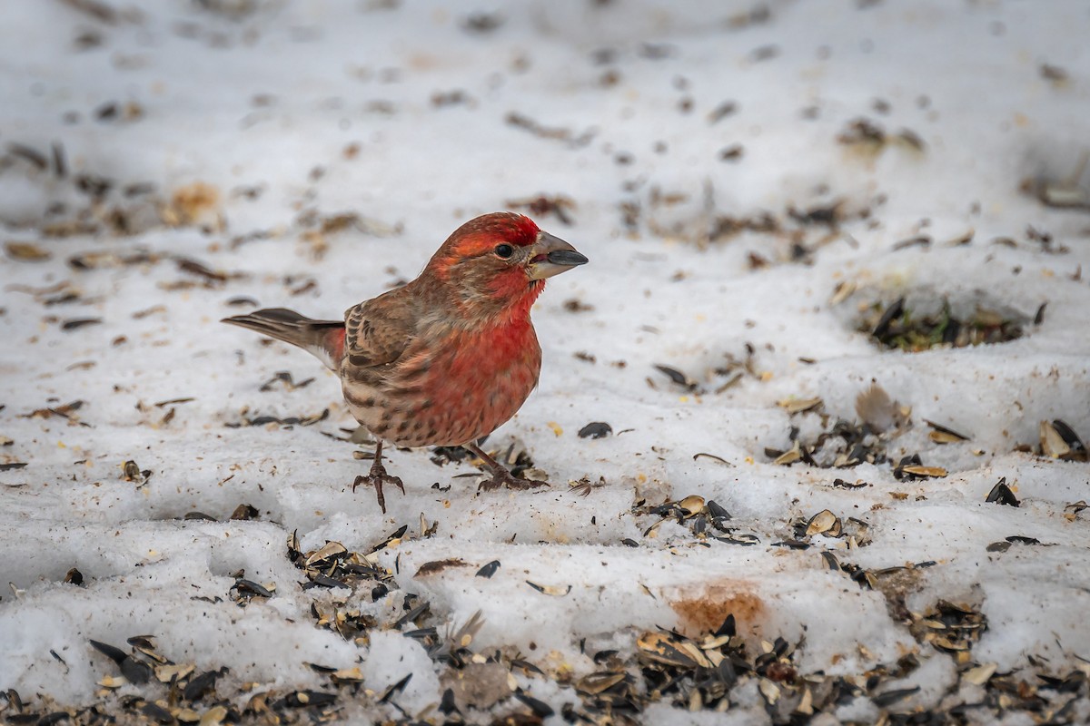 House Finch - ML613844029