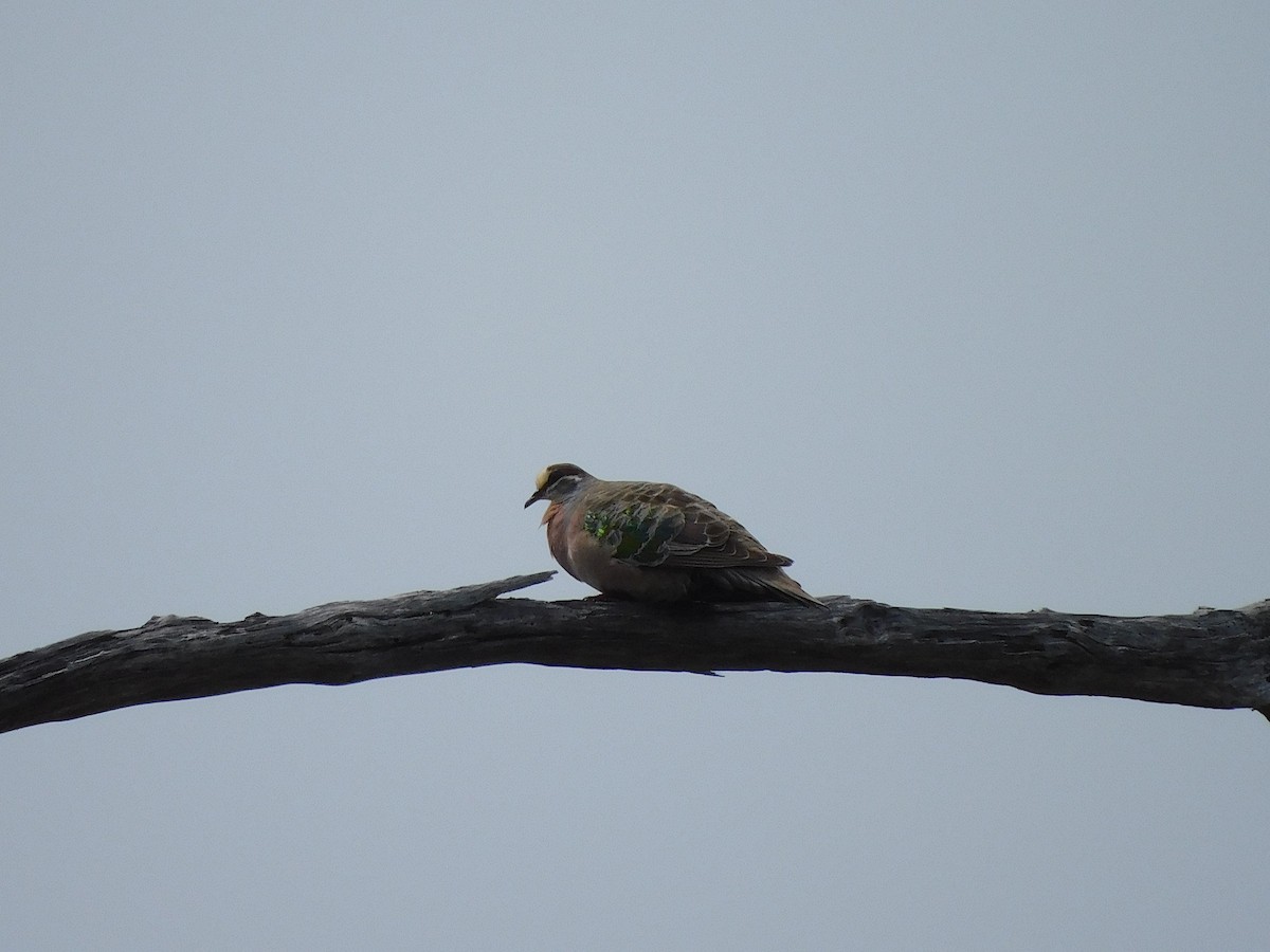 Common Bronzewing - ML613844089