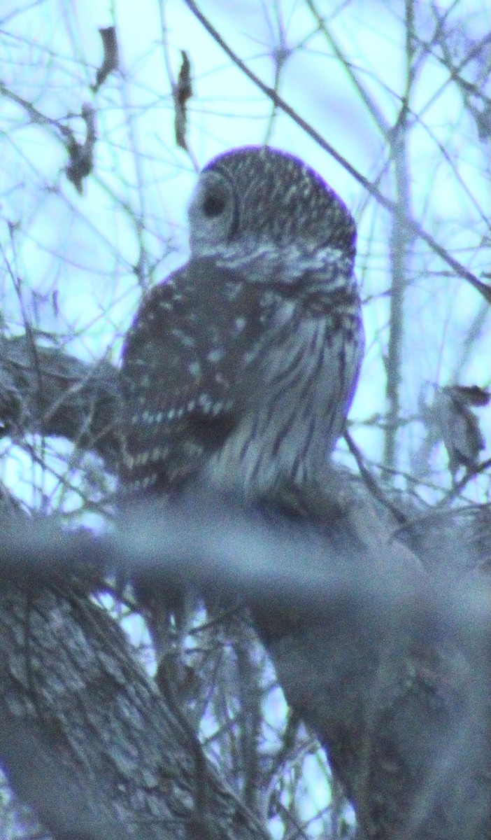 Barred Owl - ML613844126
