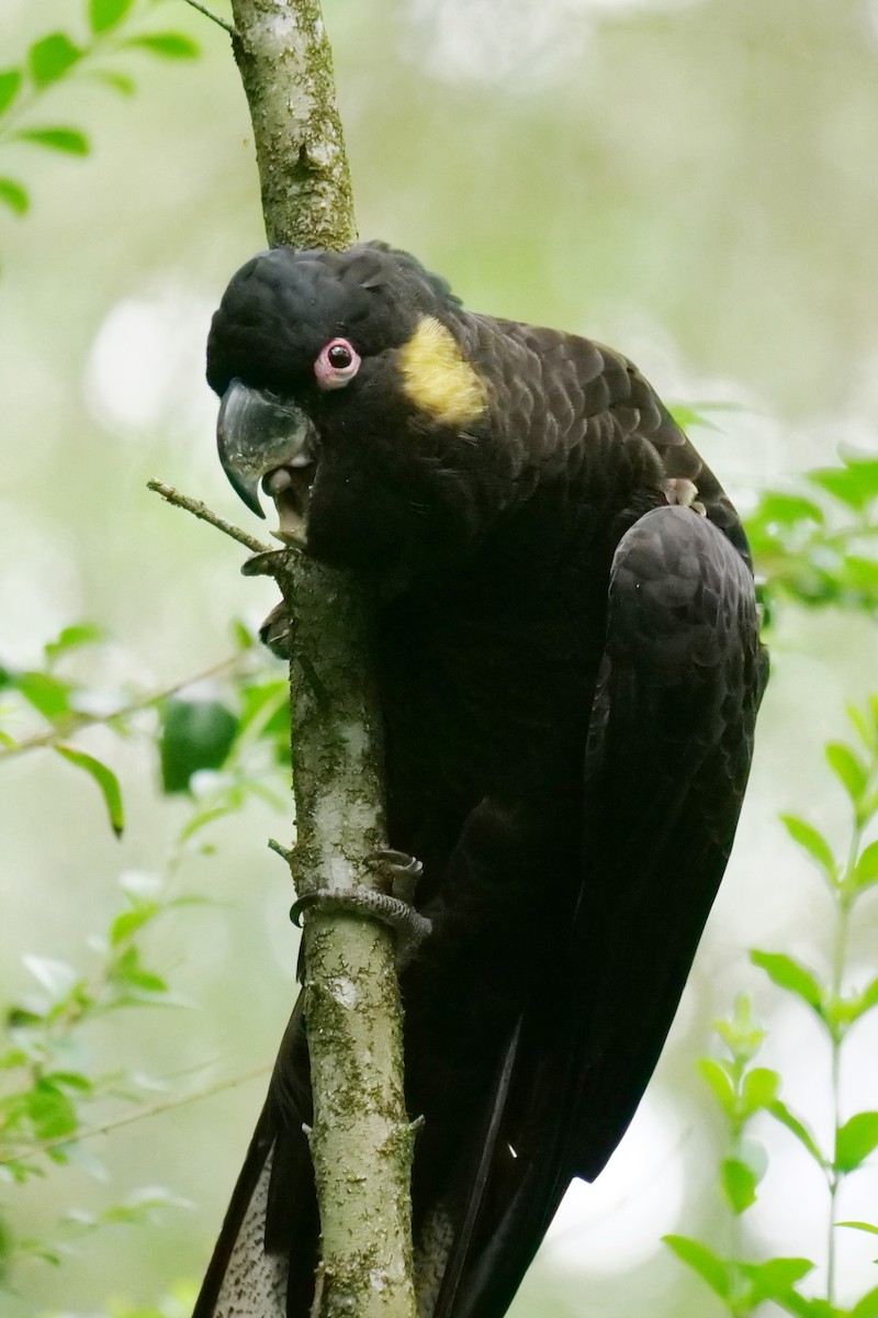 Yellow-tailed Black-Cockatoo - ML613844207