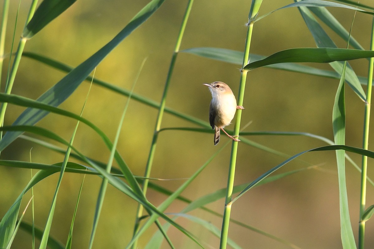River Prinia - ML613844273
