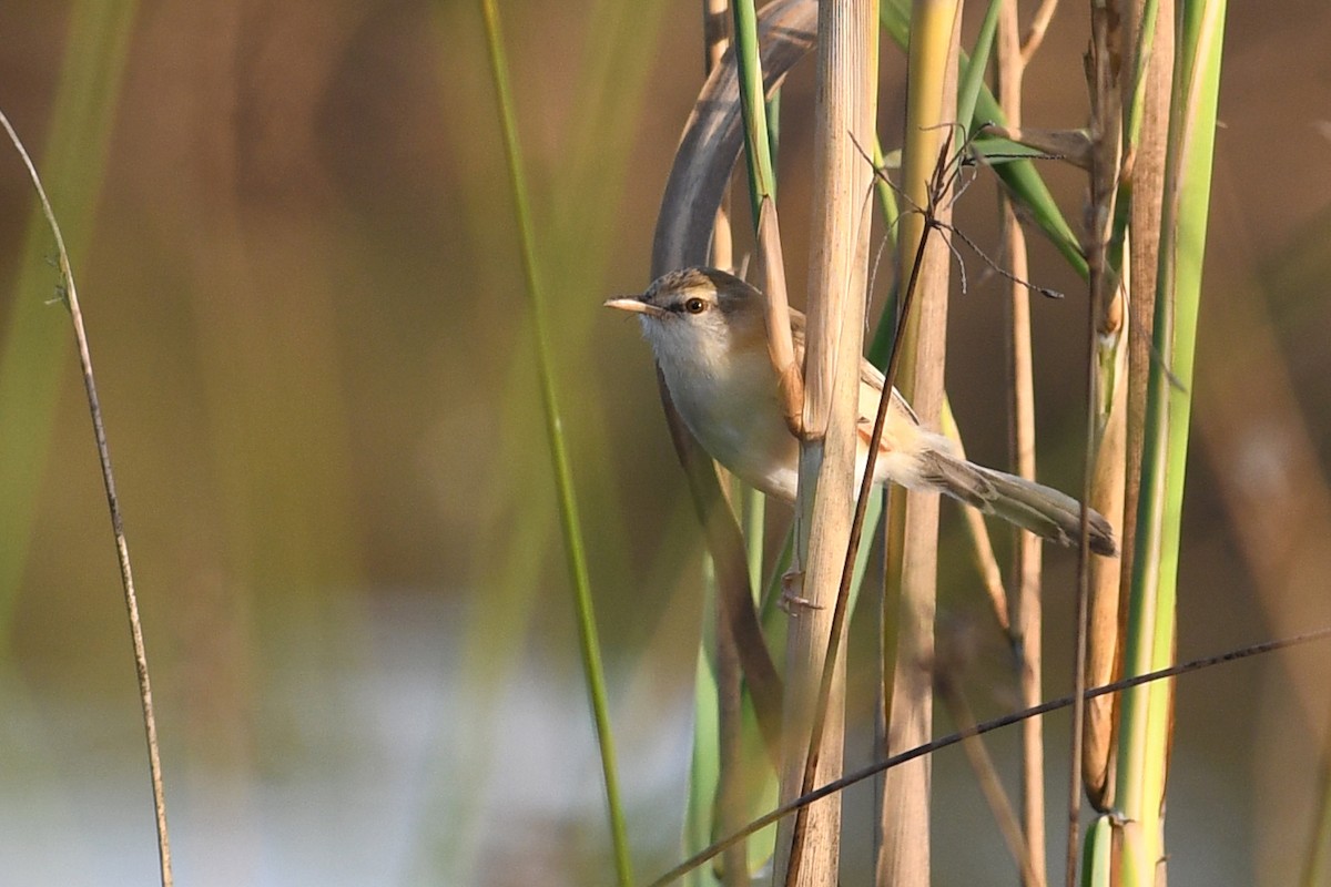 River Prinia - ML613844274