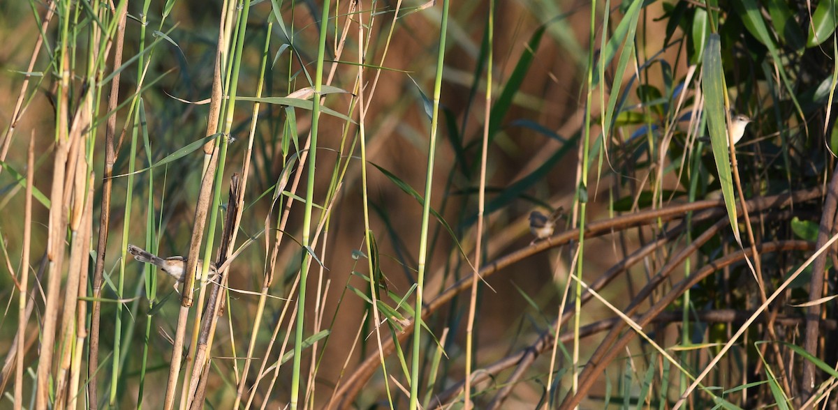 River Prinia - ML613844282