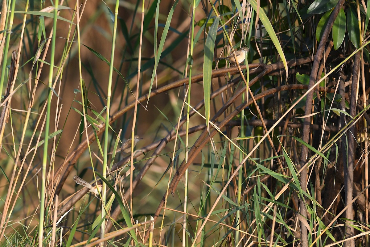 River Prinia - ML613844283