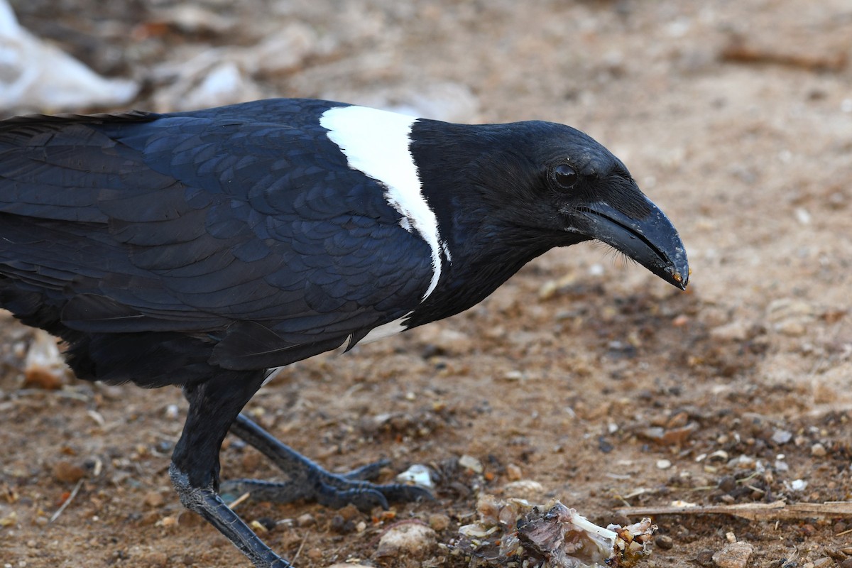 Pied Crow - ML613844290
