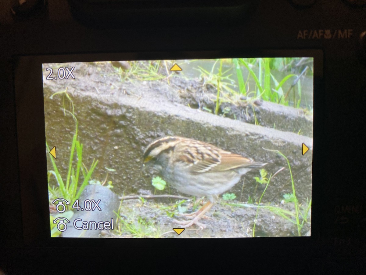 White-throated Sparrow - Theo Adam