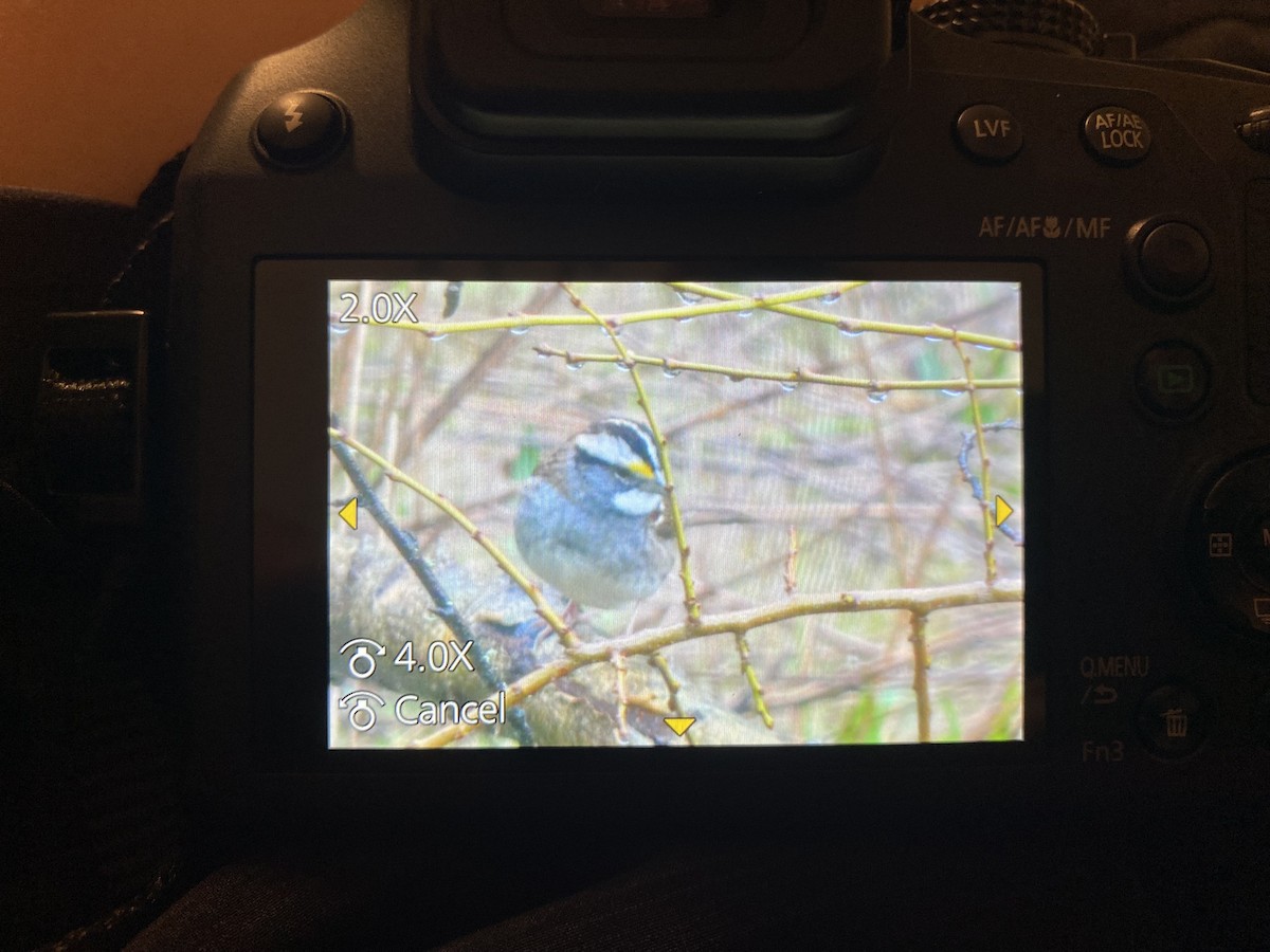 White-throated Sparrow - ML613844295