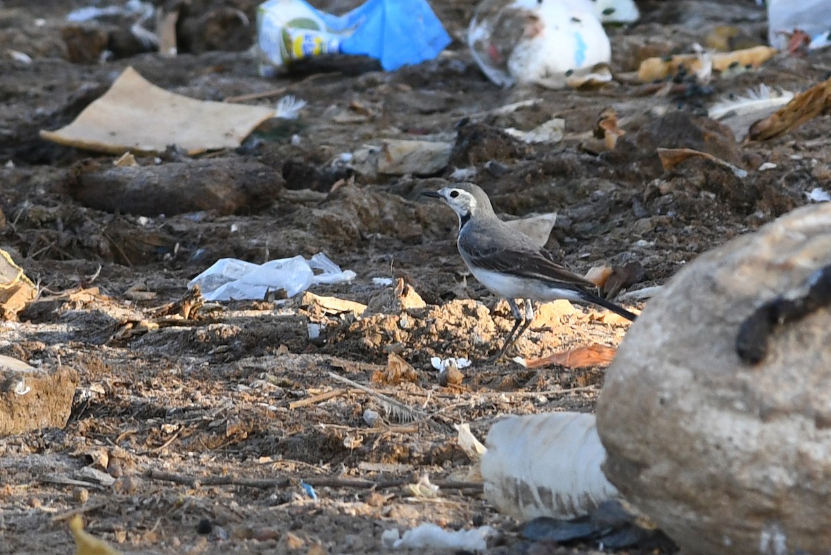 White Wagtail (White-faced) - ML613844318