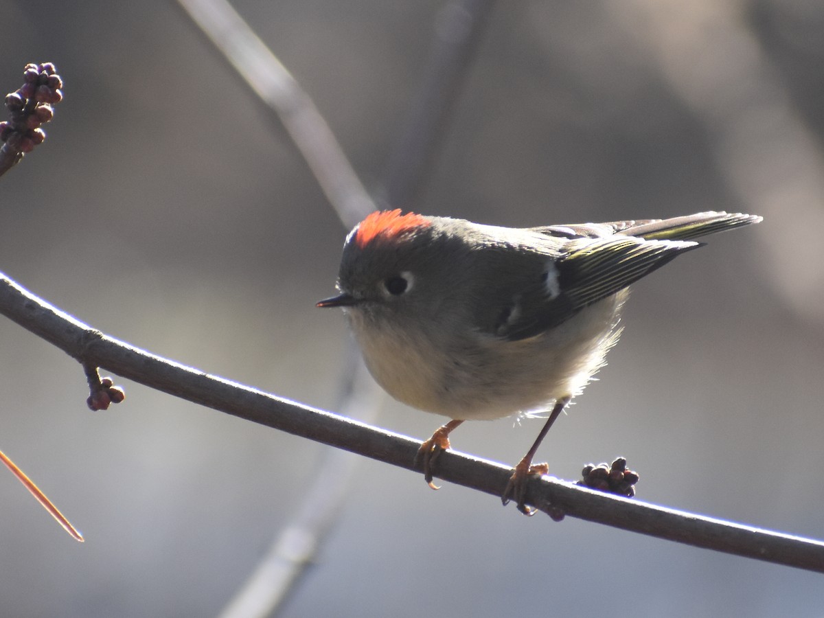 Ruby-crowned Kinglet - ML613844324