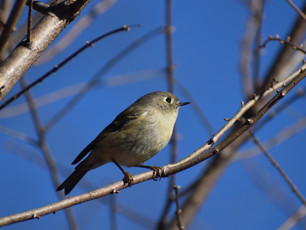 Ruby-crowned Kinglet - ML613844326