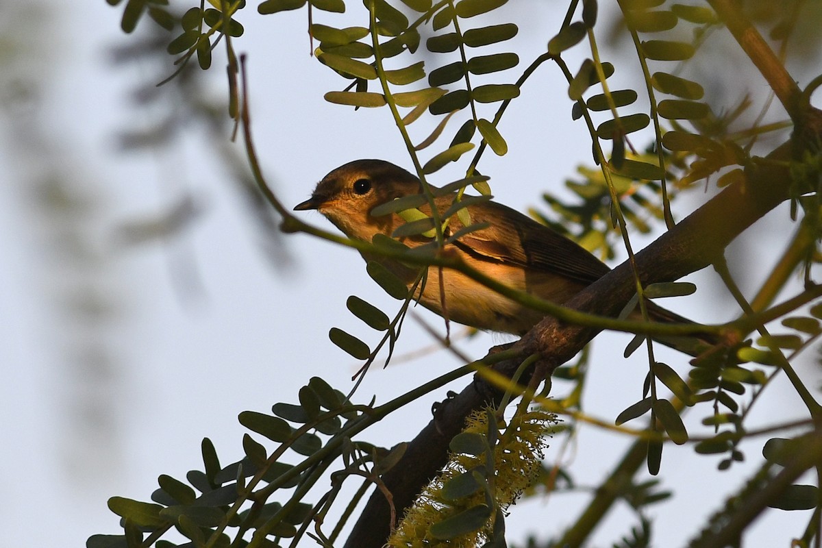 Common Chiffchaff - ML613844328