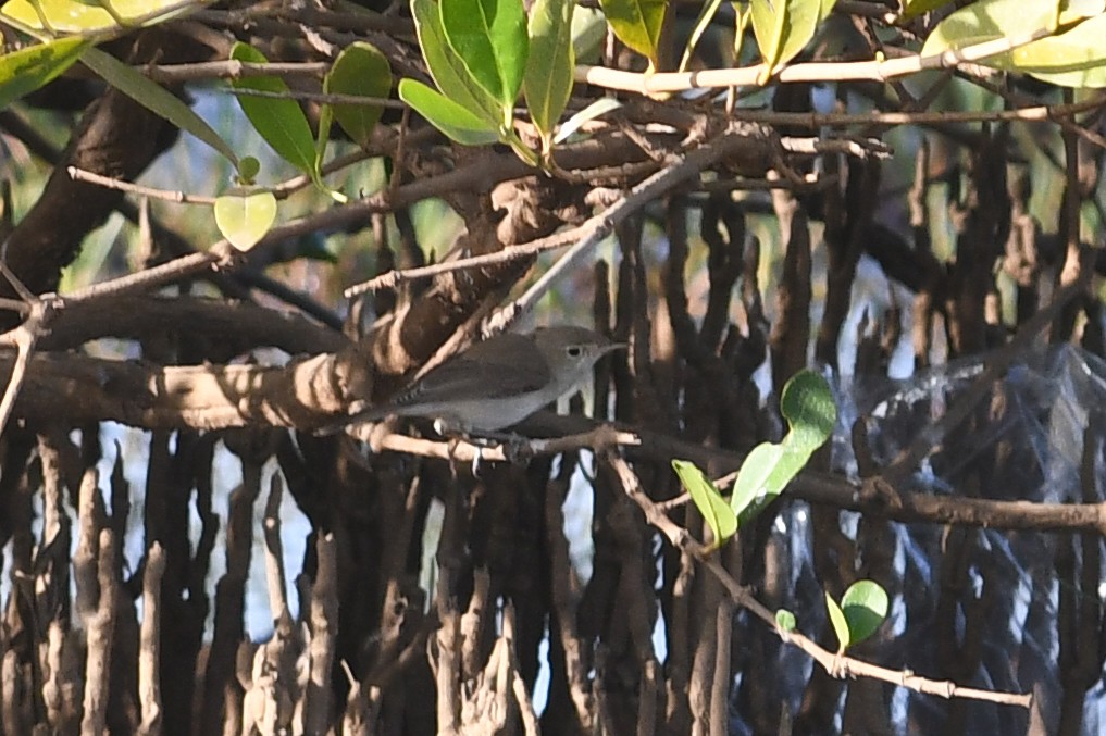 Western Olivaceous Warbler - ML613844357