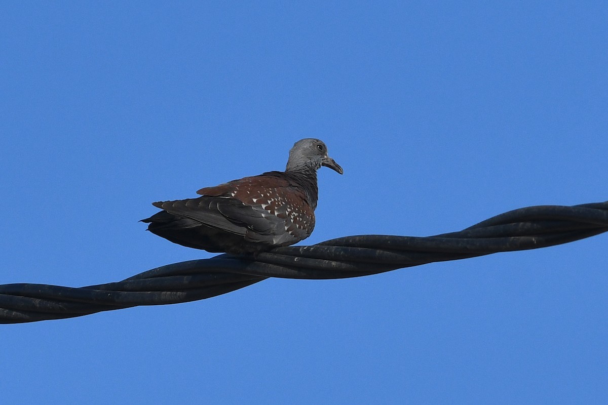 Speckled Pigeon - ML613844374