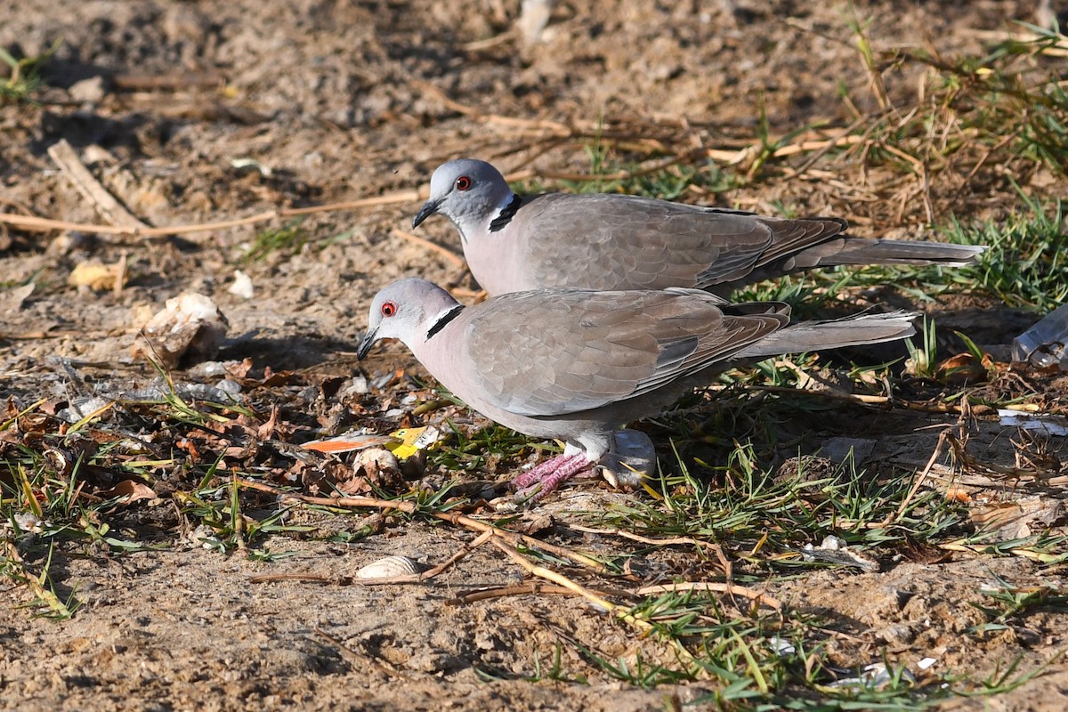 Mourning Collared-Dove - ML613844378