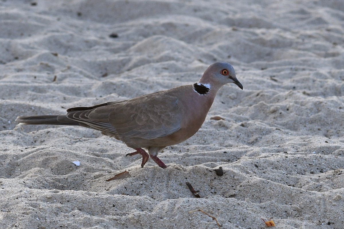 Mourning Collared-Dove - ML613844379