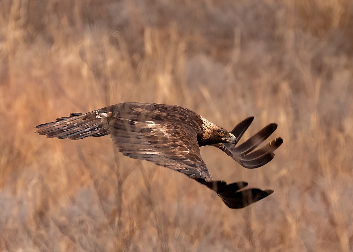 Golden Eagle - ML613844420