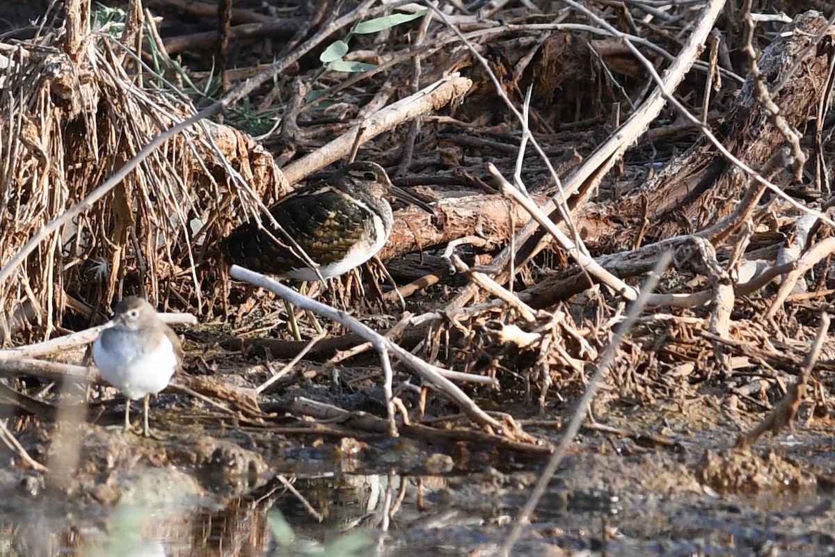 Greater Painted-Snipe - ML613844509