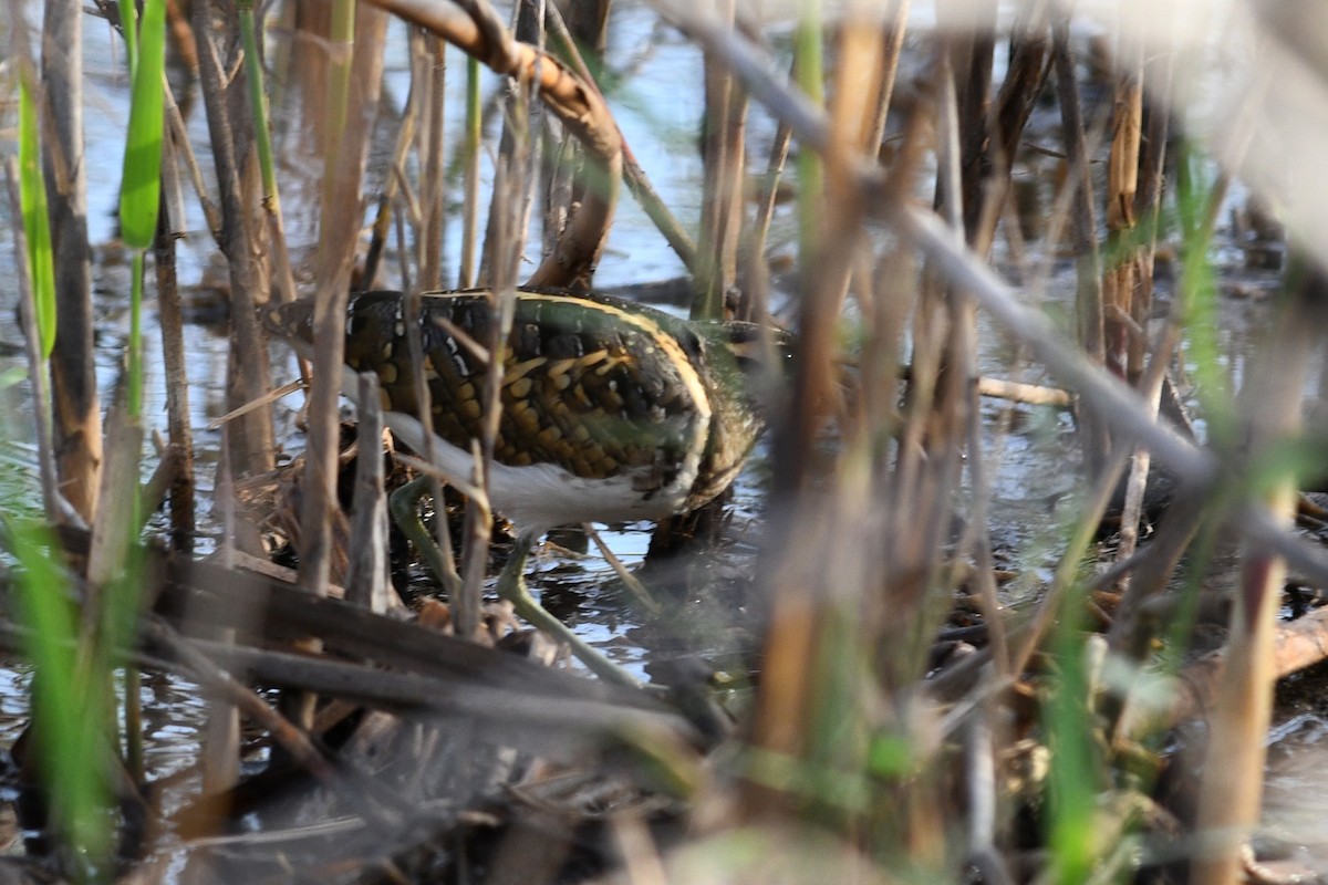 Greater Painted-Snipe - ML613844511