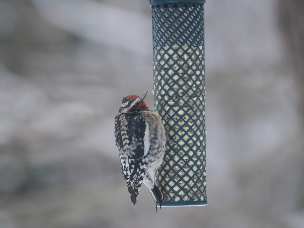 נקר צהוב-בטן - ML613844512