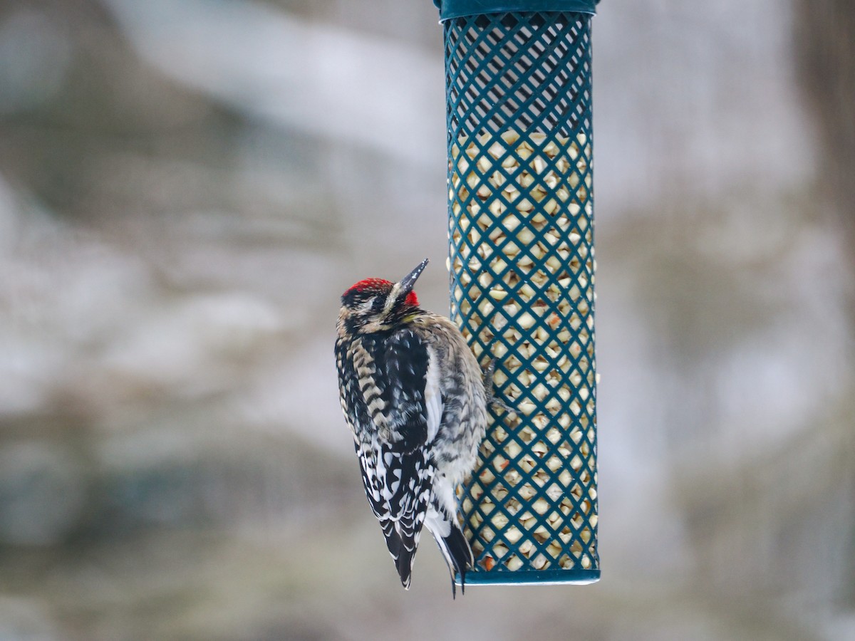 נקר צהוב-בטן - ML613844513
