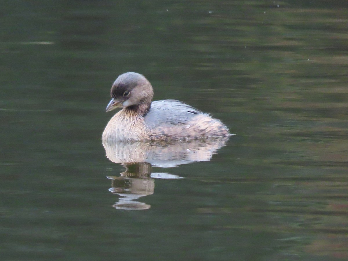 Pied-billed Grebe - Annamaria Savarino