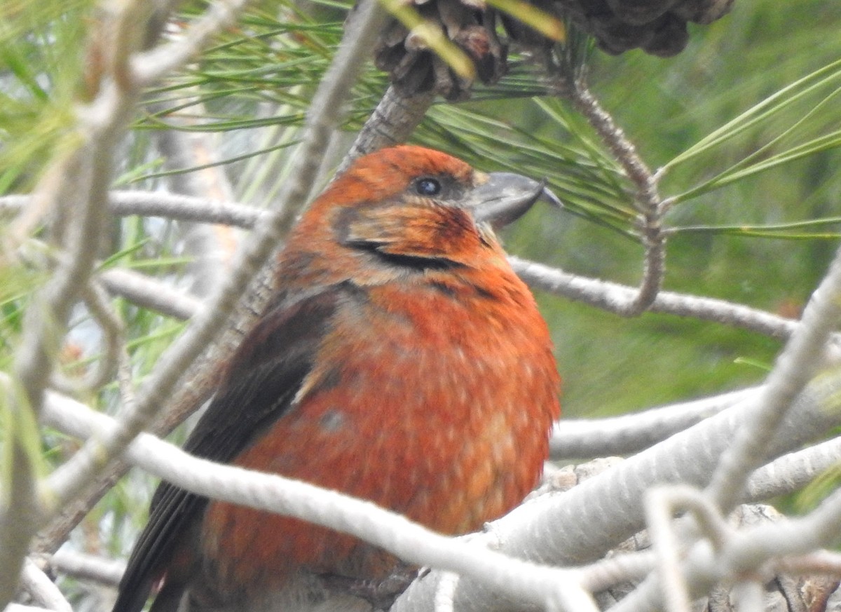 Red Crossbill - Keith Condon