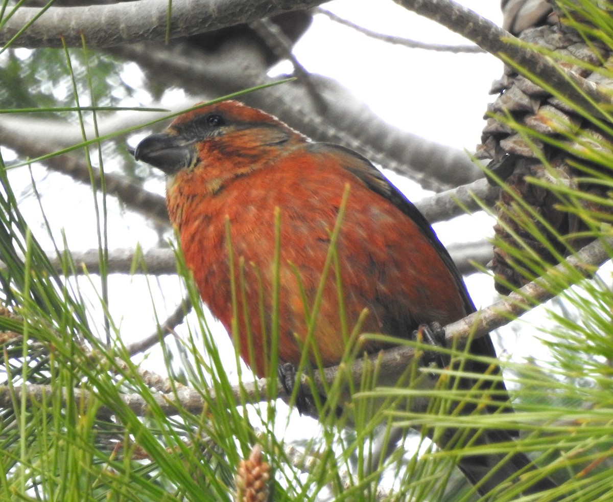 Red Crossbill - Keith Condon