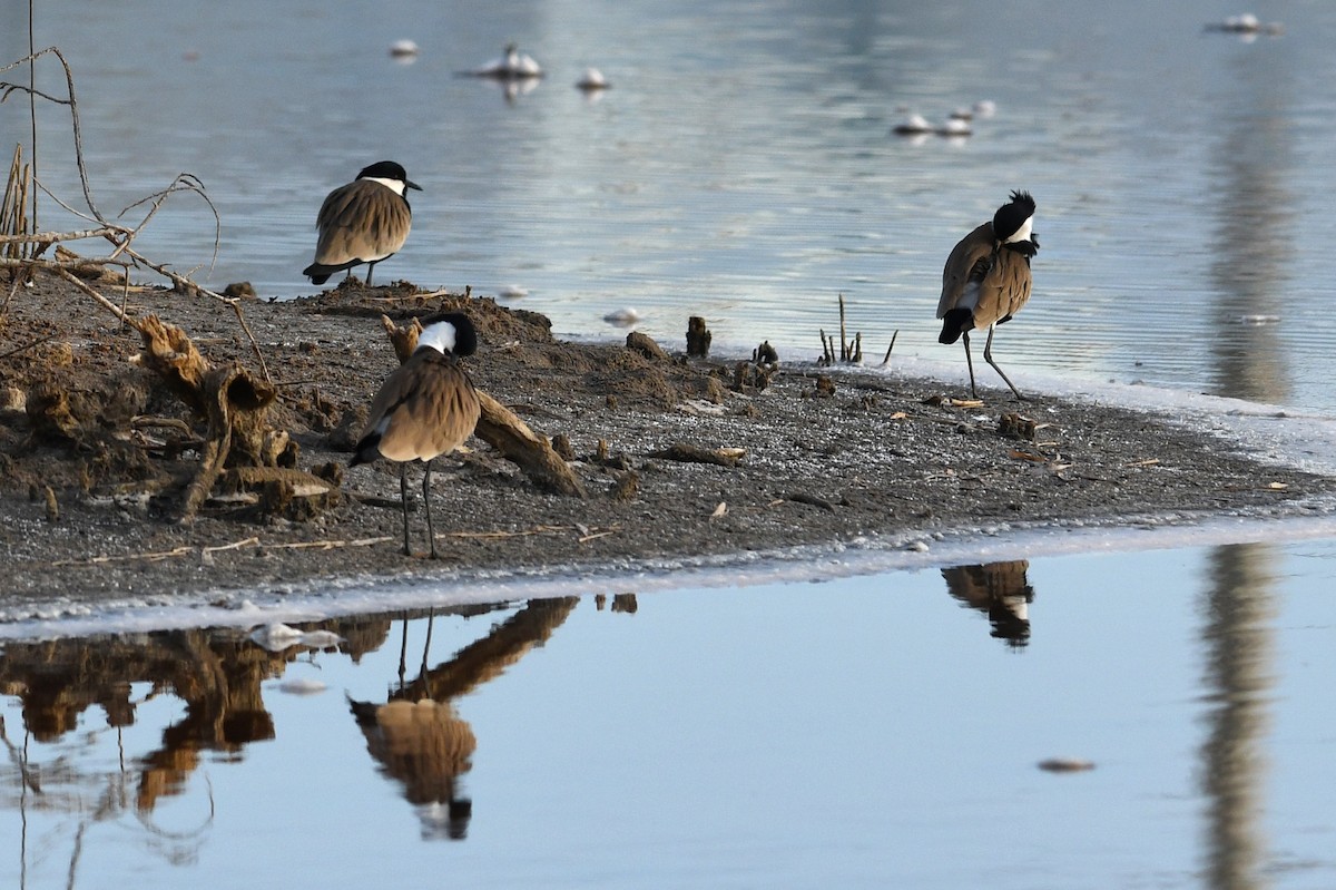 Spur-winged Lapwing - ML613844618