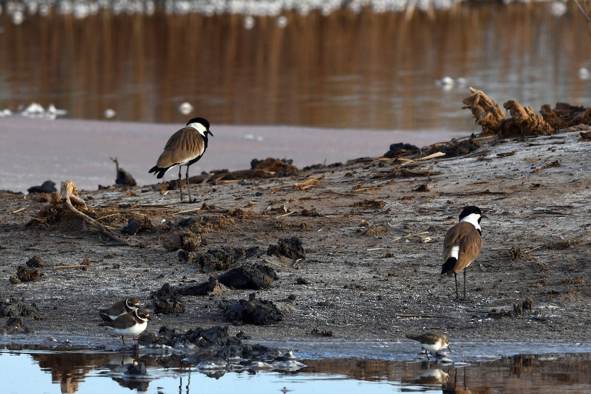 Spur-winged Lapwing - ML613844619
