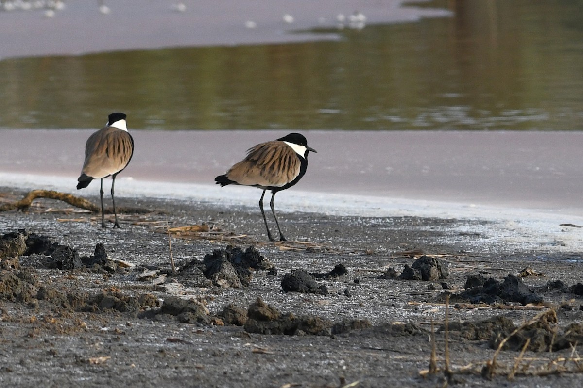 Spur-winged Lapwing - David M. Bell