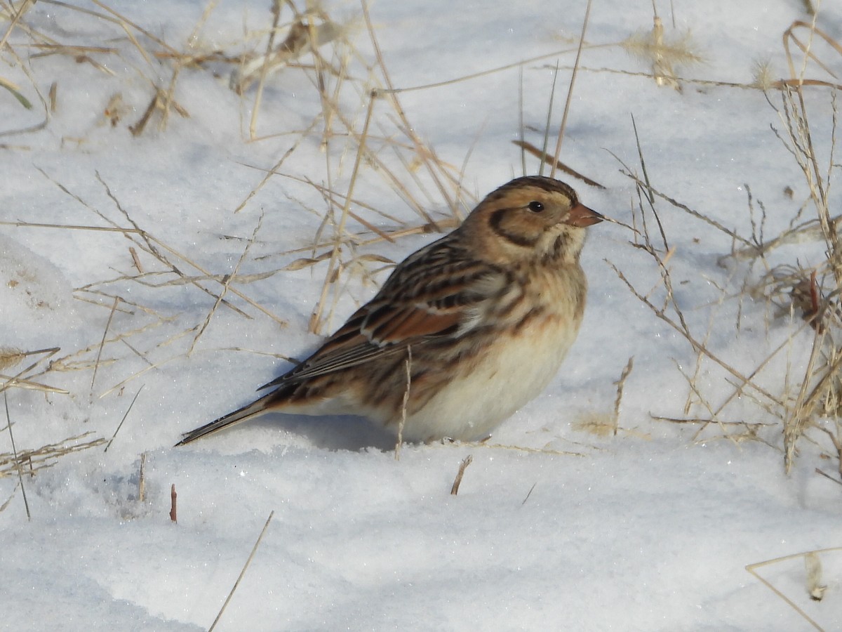 Lapland Longspur - ML613844665