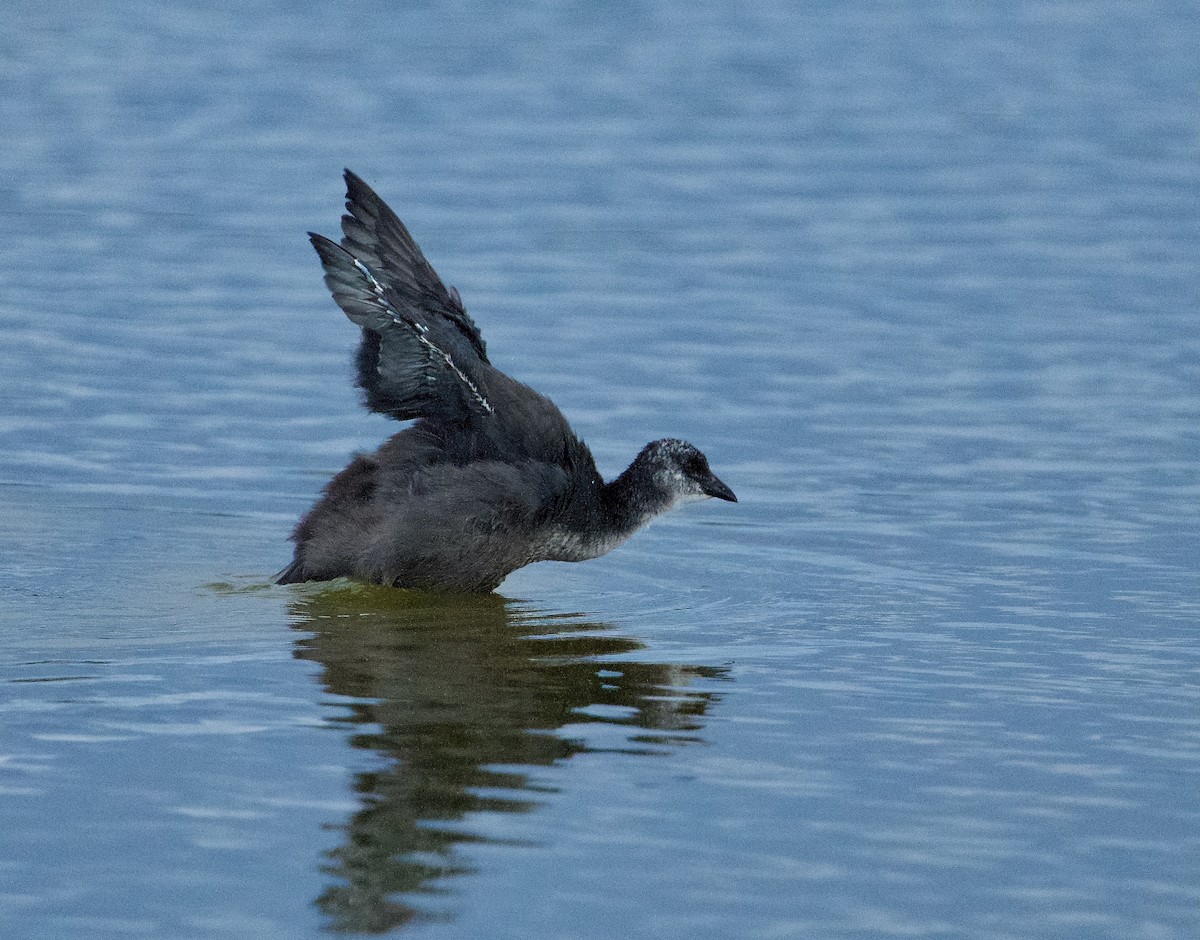 Red-gartered Coot - ML613844666