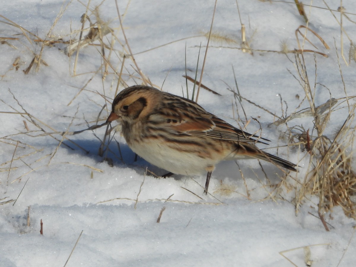 Lapland Longspur - ML613844682