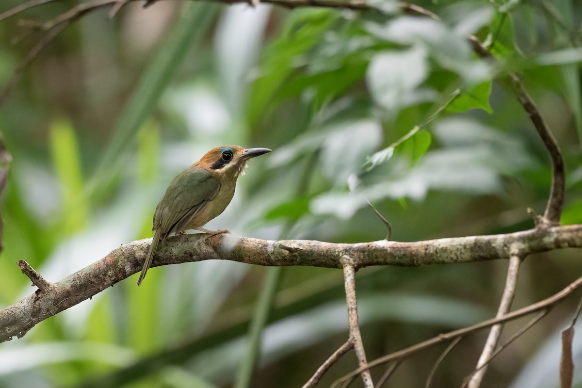 Tody Motmot - ML613844700