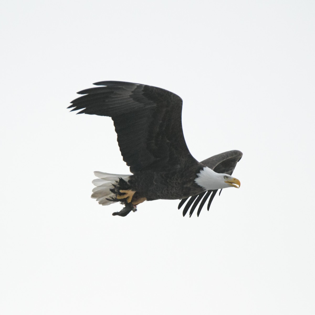 Bald Eagle - Sven F