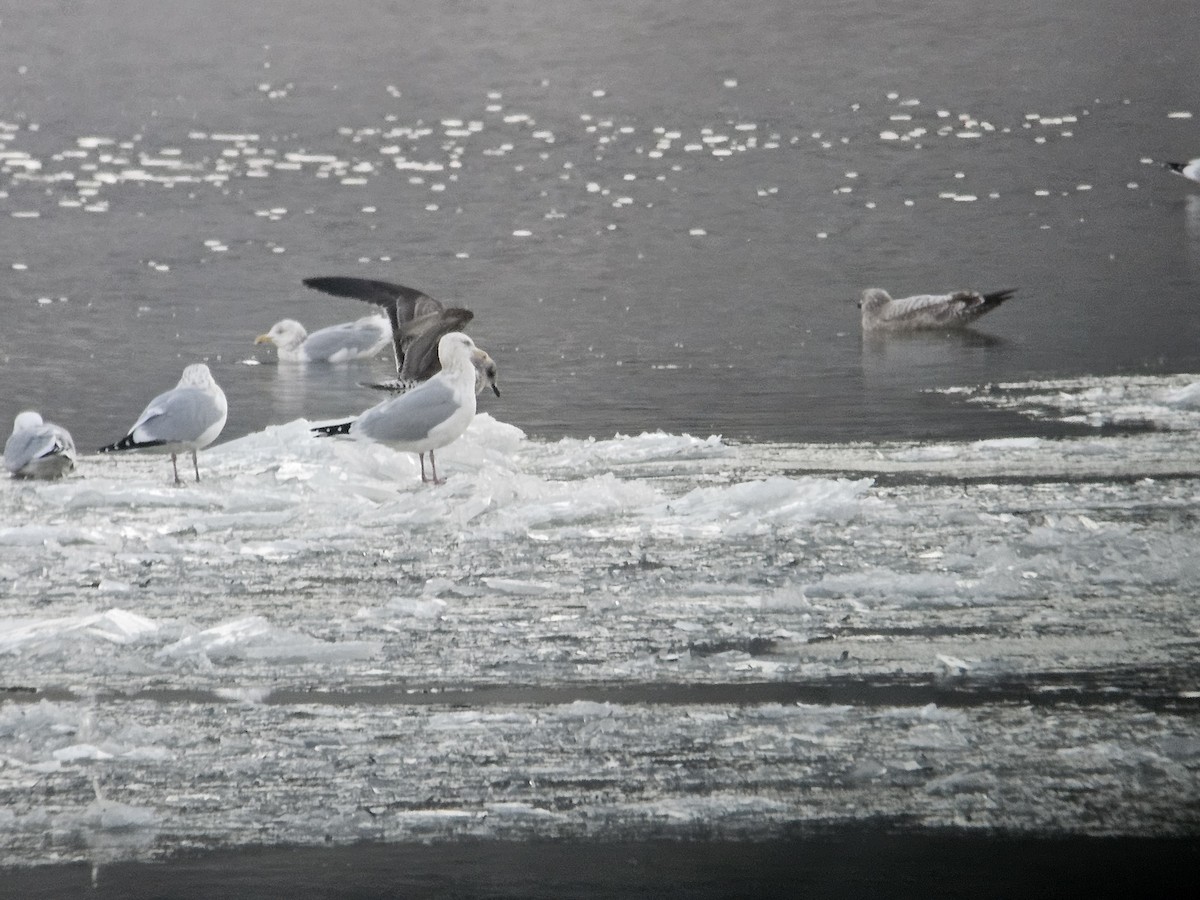 Lesser Black-backed Gull - ML613844765