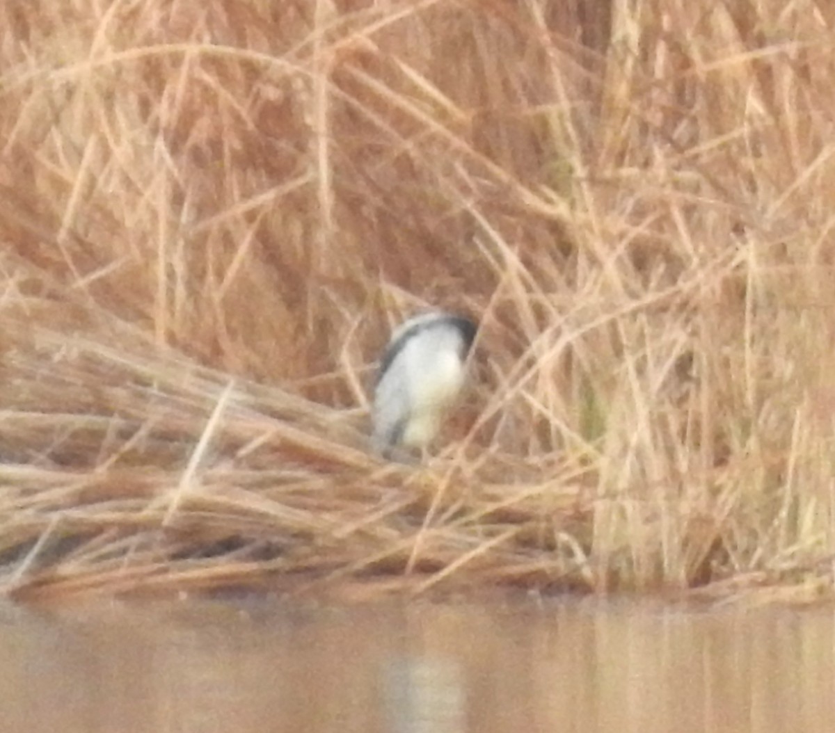 Black-crowned Night Heron - Keith Condon