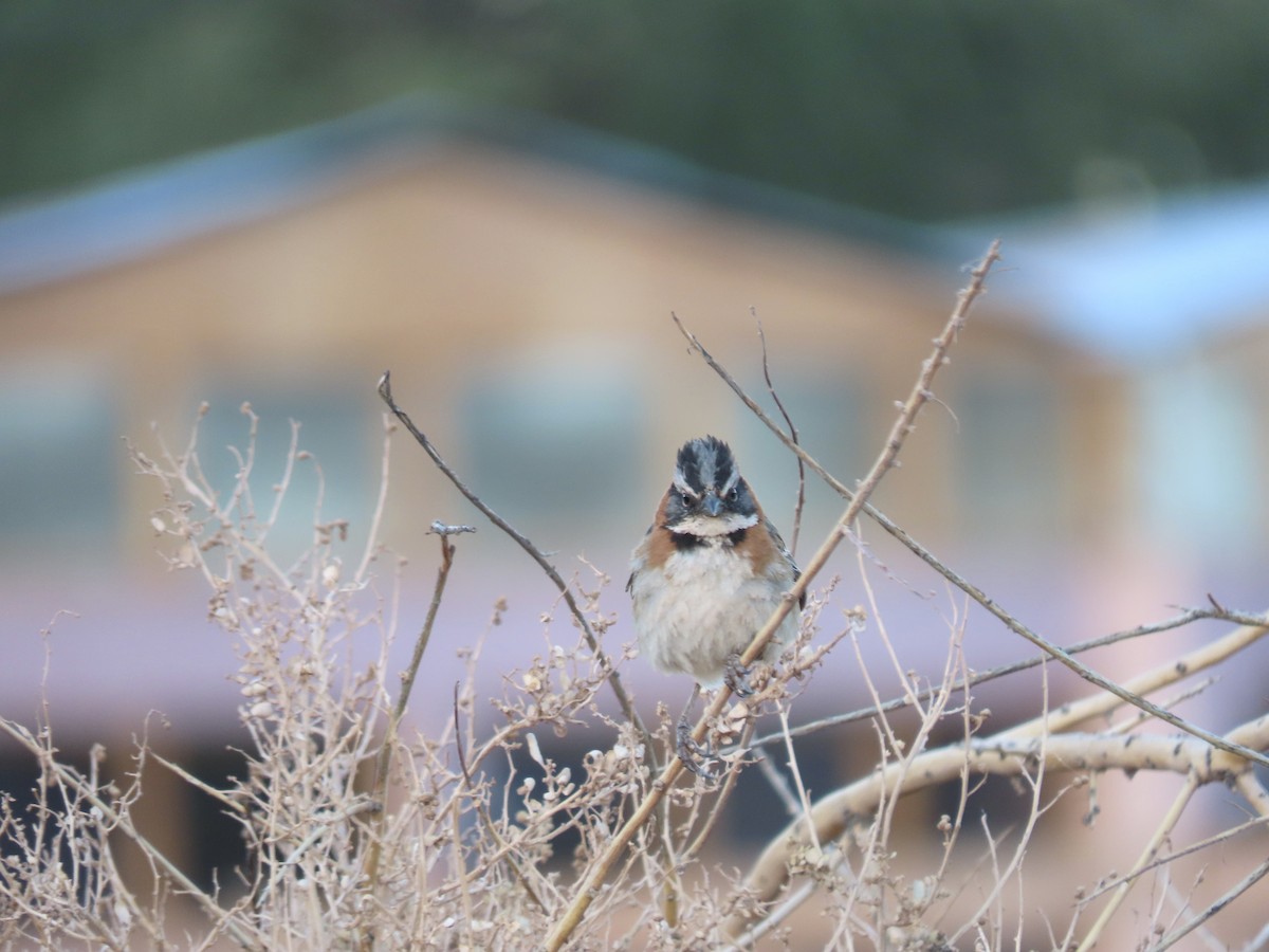 Rufous-collared Sparrow - Matt Winter