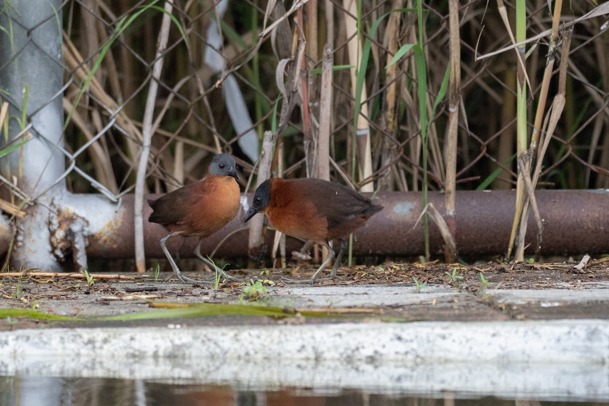 Ruddy Crake - ML613844783