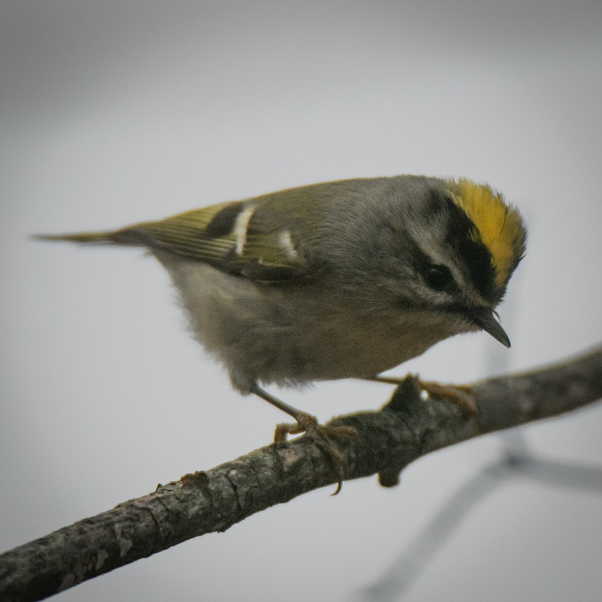 Golden-crowned Kinglet - Sven F