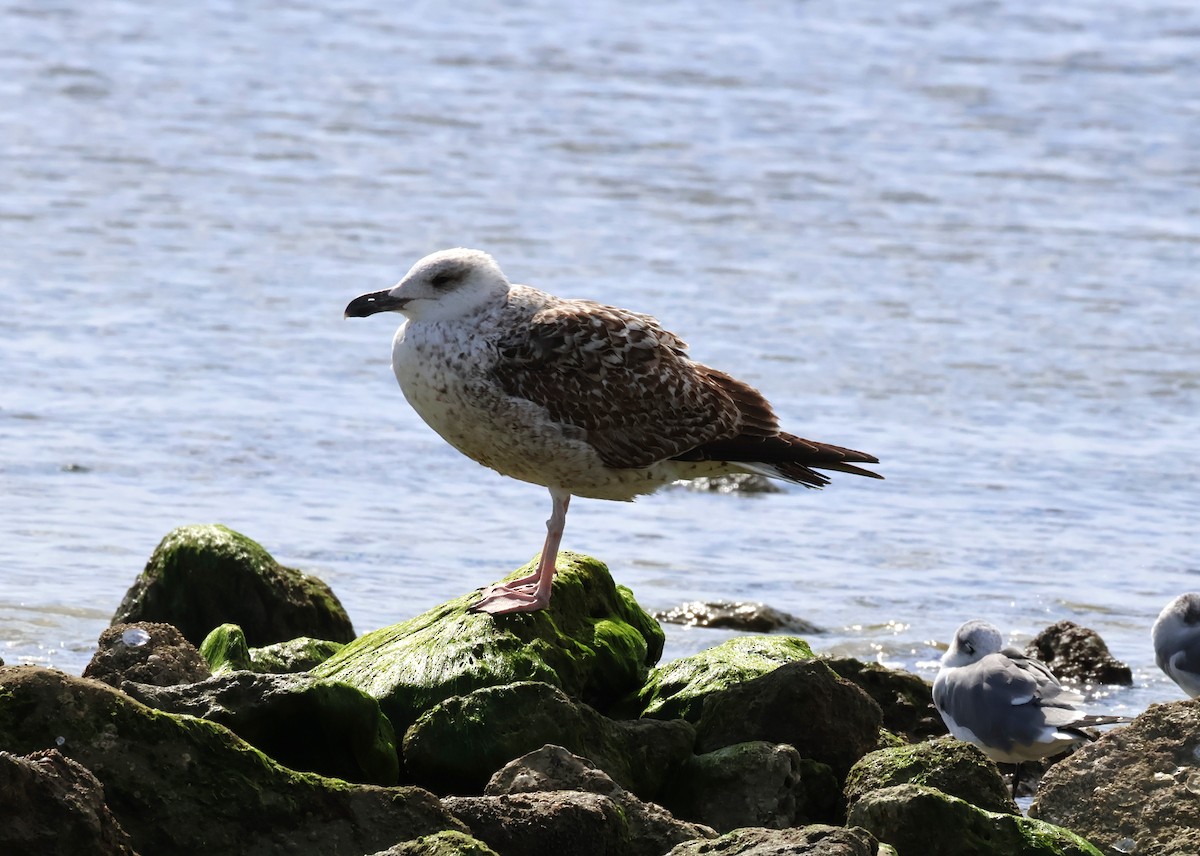 Great Black-backed Gull - ML613844826