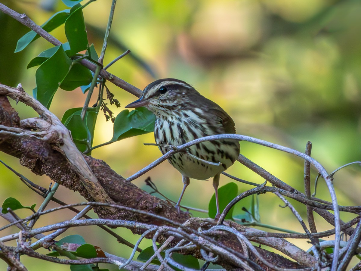 Northern Waterthrush - ML613844850