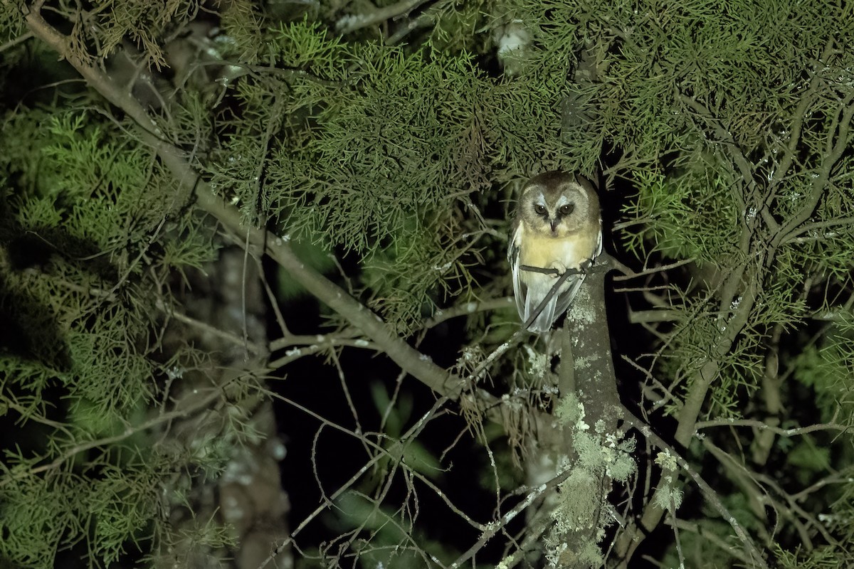 Unspotted Saw-whet Owl - ML613844857