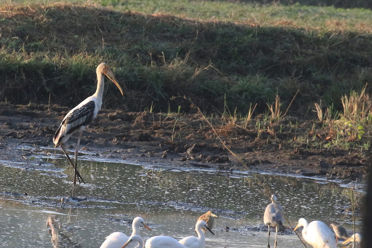 Painted Stork - ML613844883