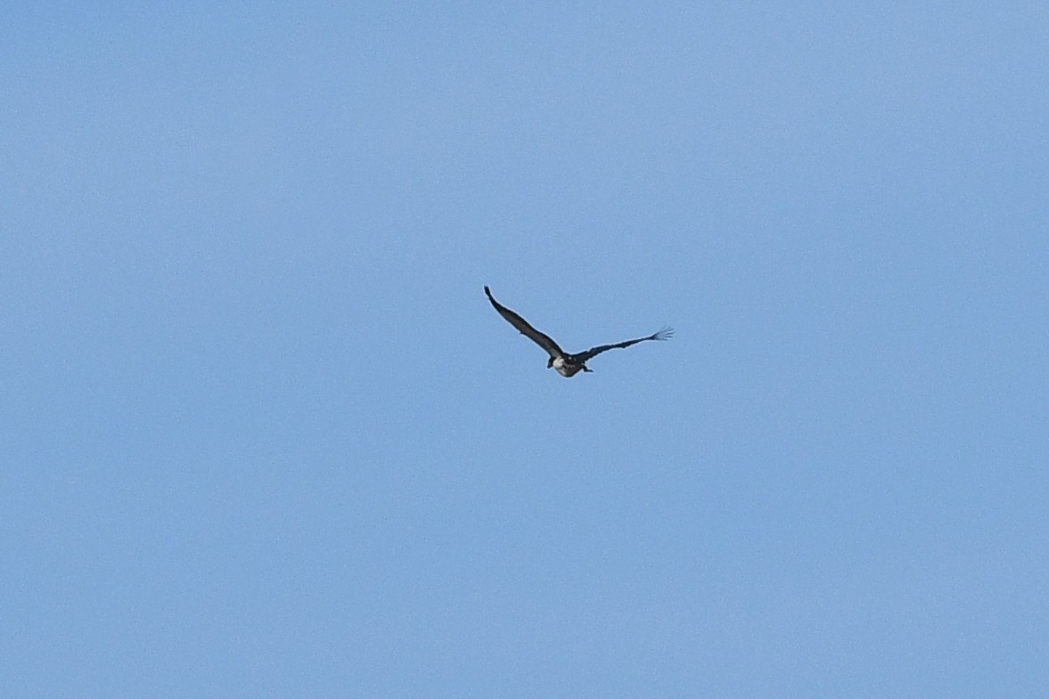 Spur-winged Goose - ML613844899