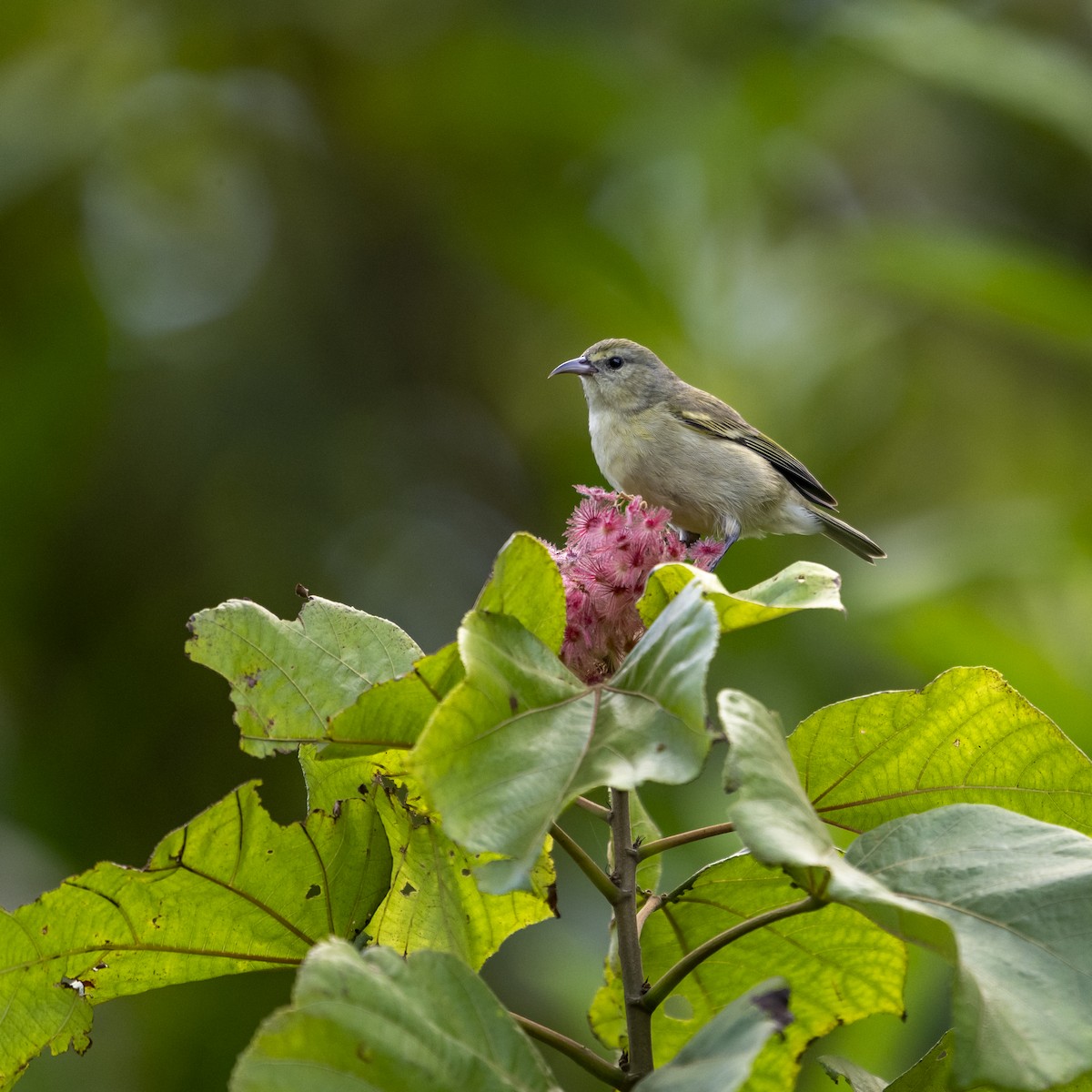 Oahu Amakihi - ML613844912