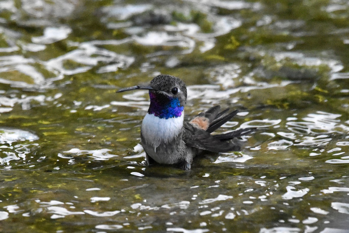 Colibrí del Atacama - ML613844921