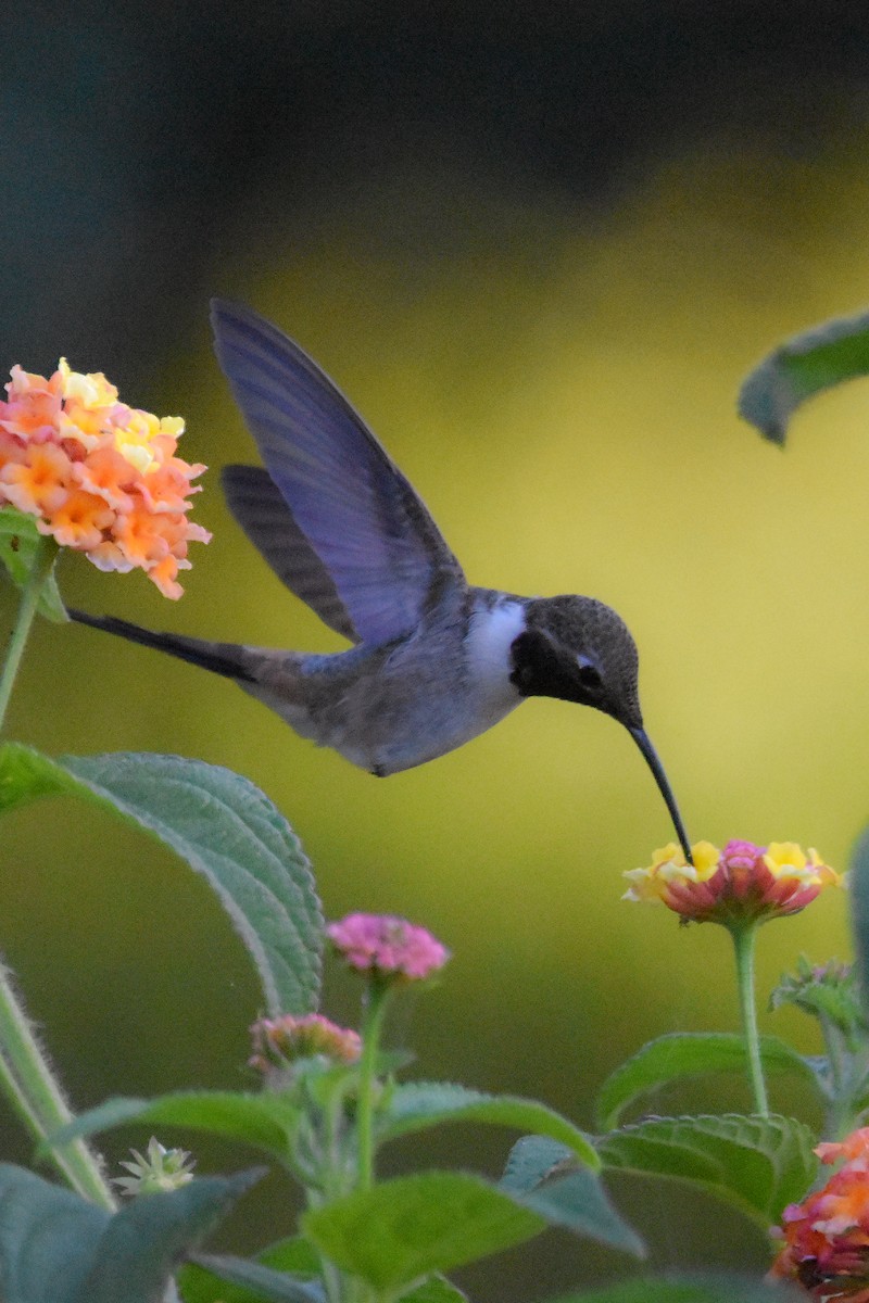 Colibrí del Atacama - ML613844922